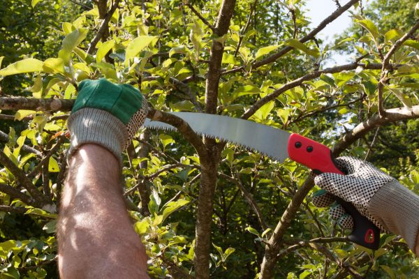 Apple Tree Trimming in West Fargo