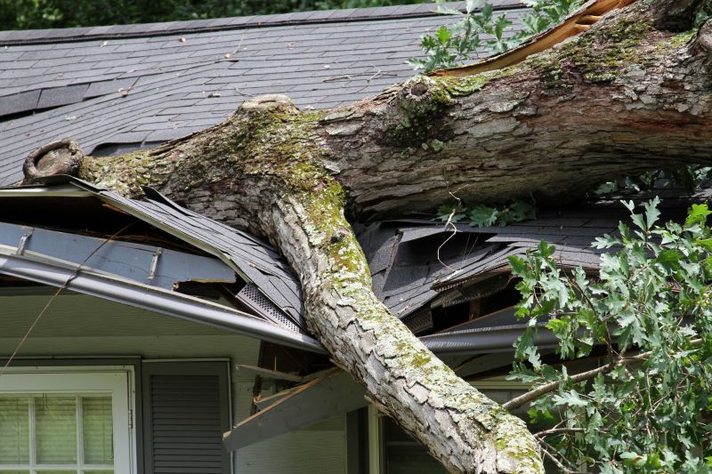 Storm Damage Tree Collapse