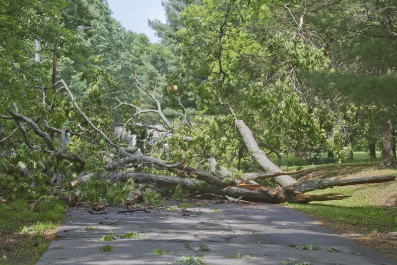 Clearing Fallen Trees from Driveway