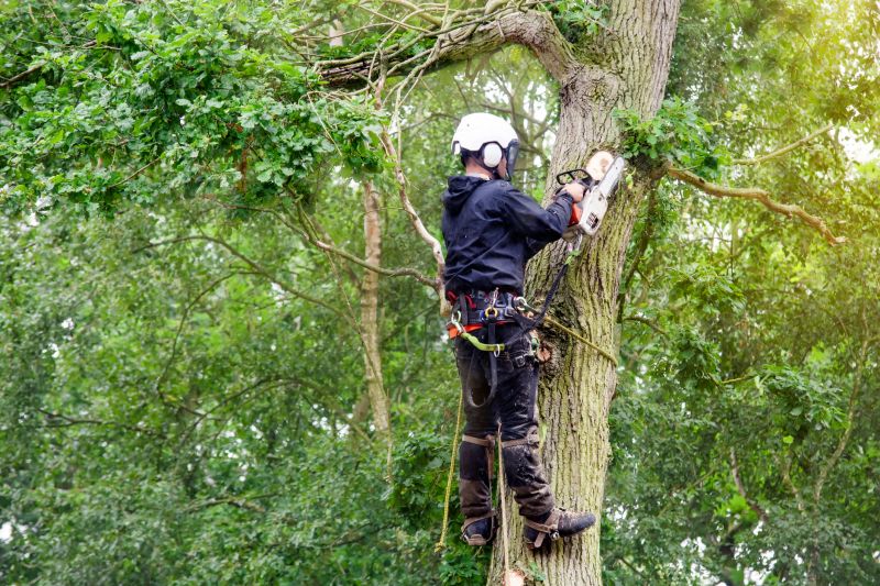 Experienced Arborist Pruning