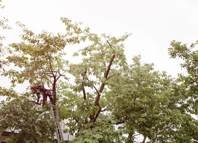 Fall Tree Maintenance