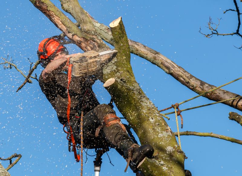 Tree trimming professionals at work